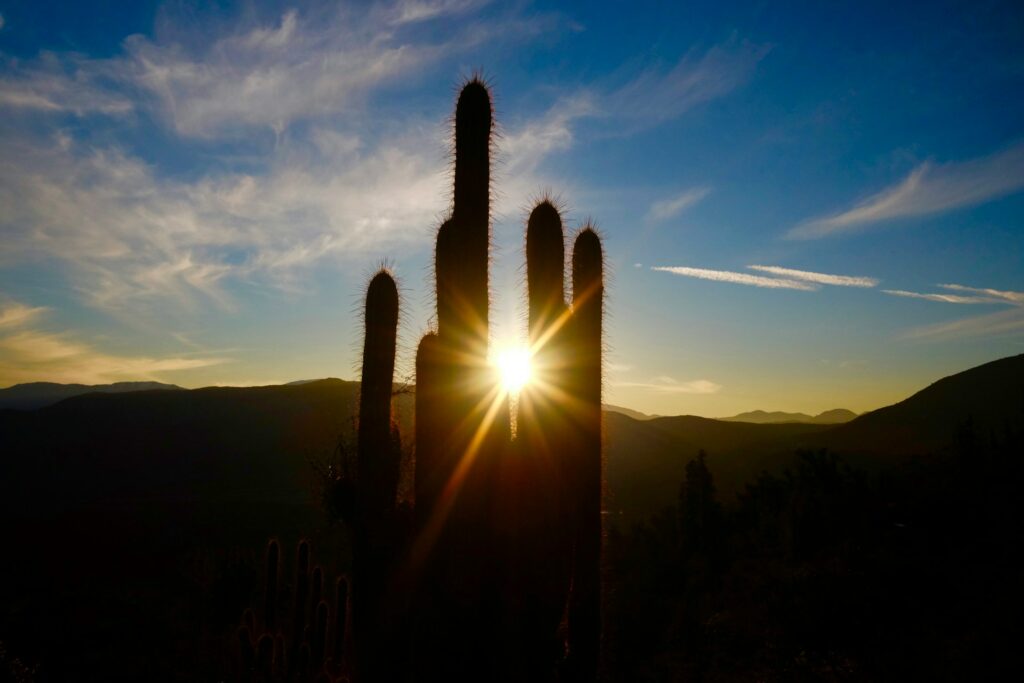 Ein Kaktus der von der Sonne angestrahlt wird                 